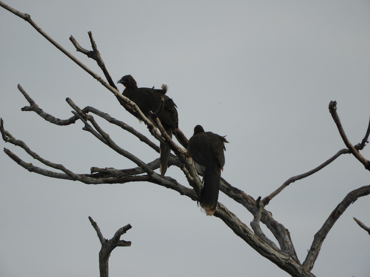 Chachalaca Alirroja - ML639575675