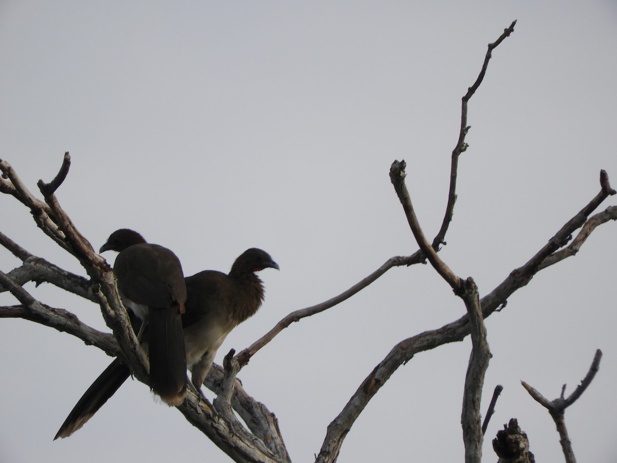 Chachalaca Alirroja - ML639575676