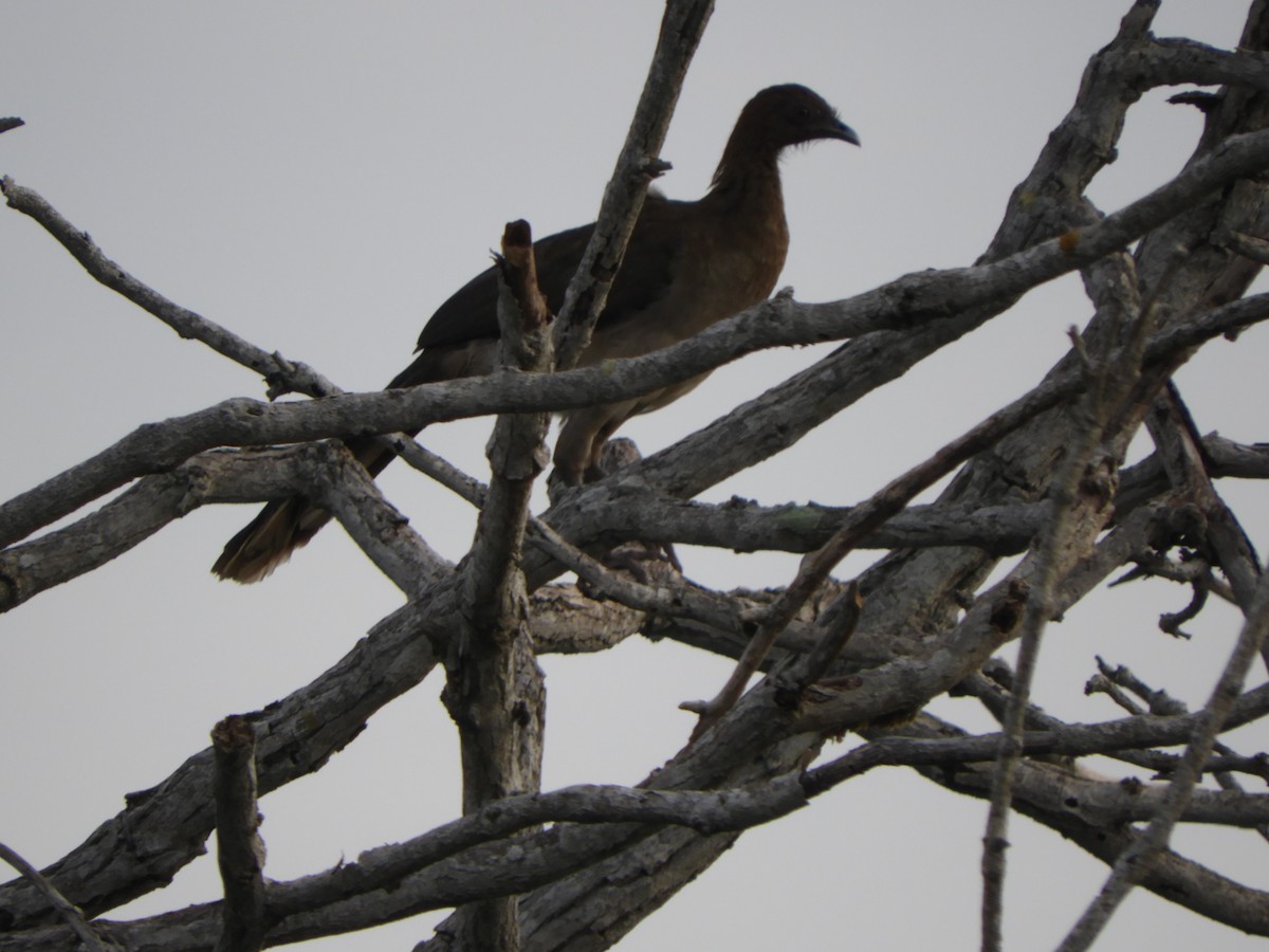 Chachalaca Alirroja - ML639575677