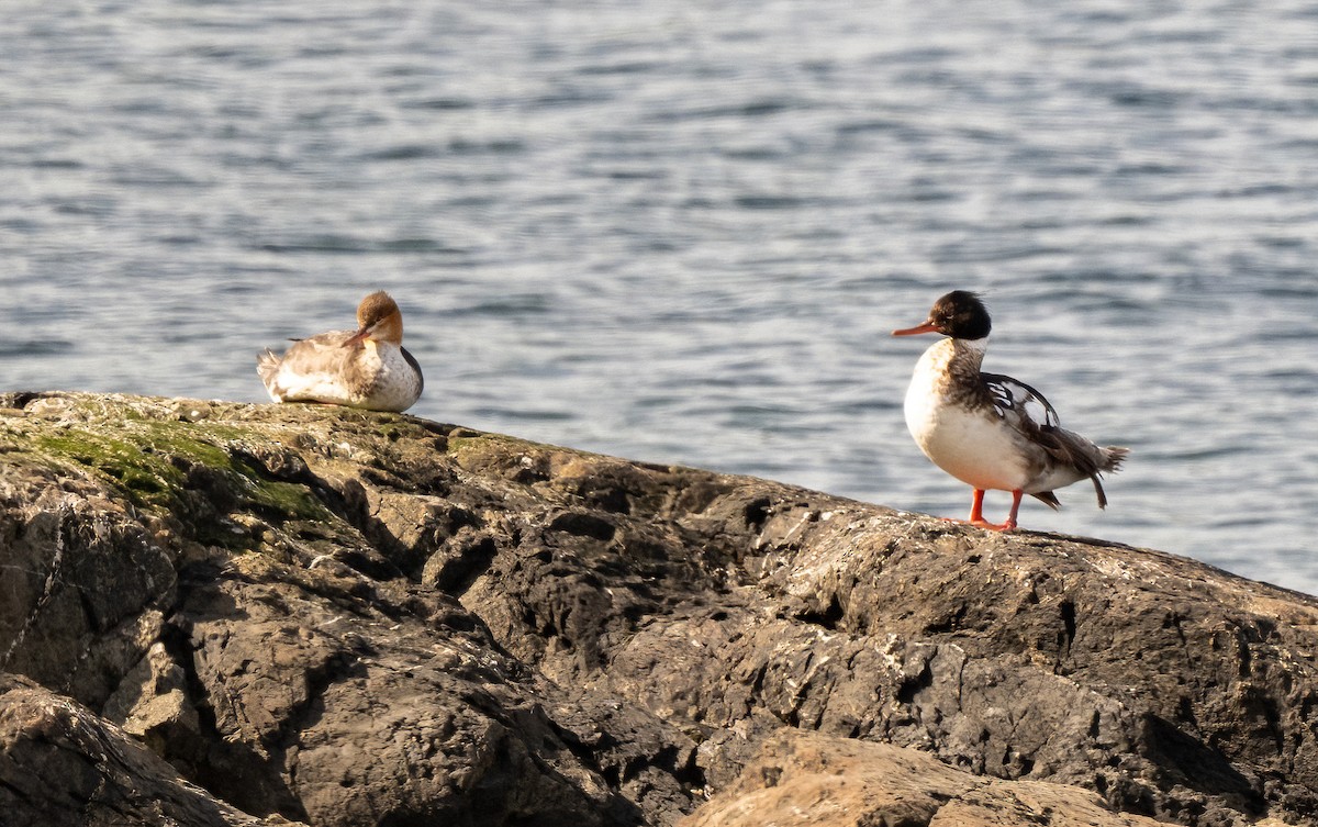 Common/Red-breasted Merganser - ML639575721