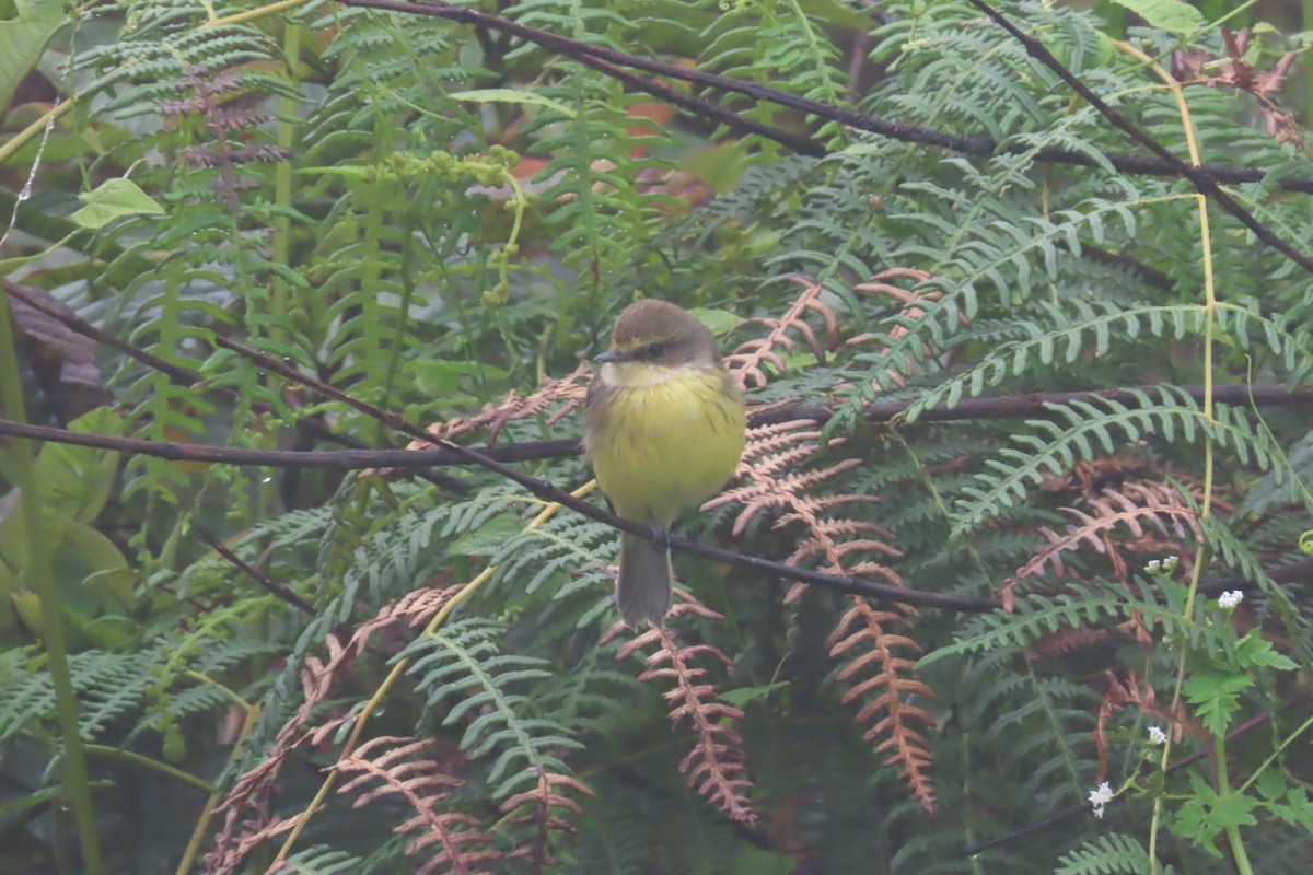 Brujo Flycatcher (Galapagos) - ML639575748
