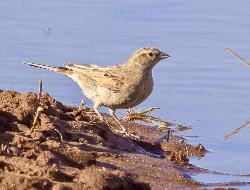 Lark-like Bunting - ML639575749