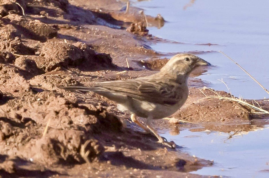 Lark-like Bunting - ML639575769