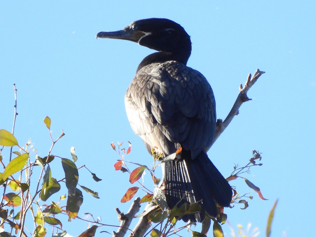 Neotropic Cormorant - ML639575851