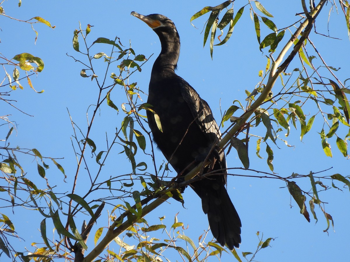 Neotropic Cormorant - ML639575853