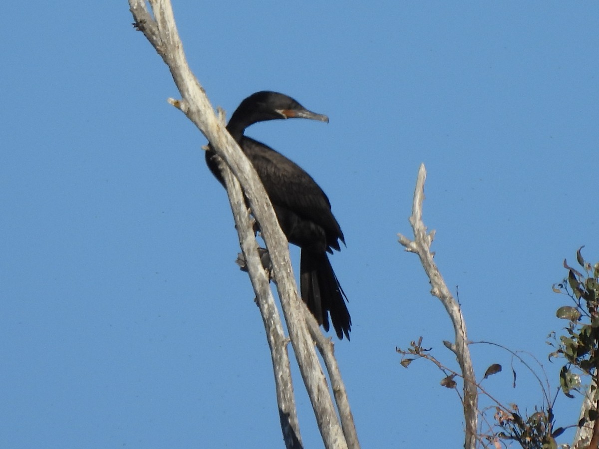 Neotropic Cormorant - ML639575859