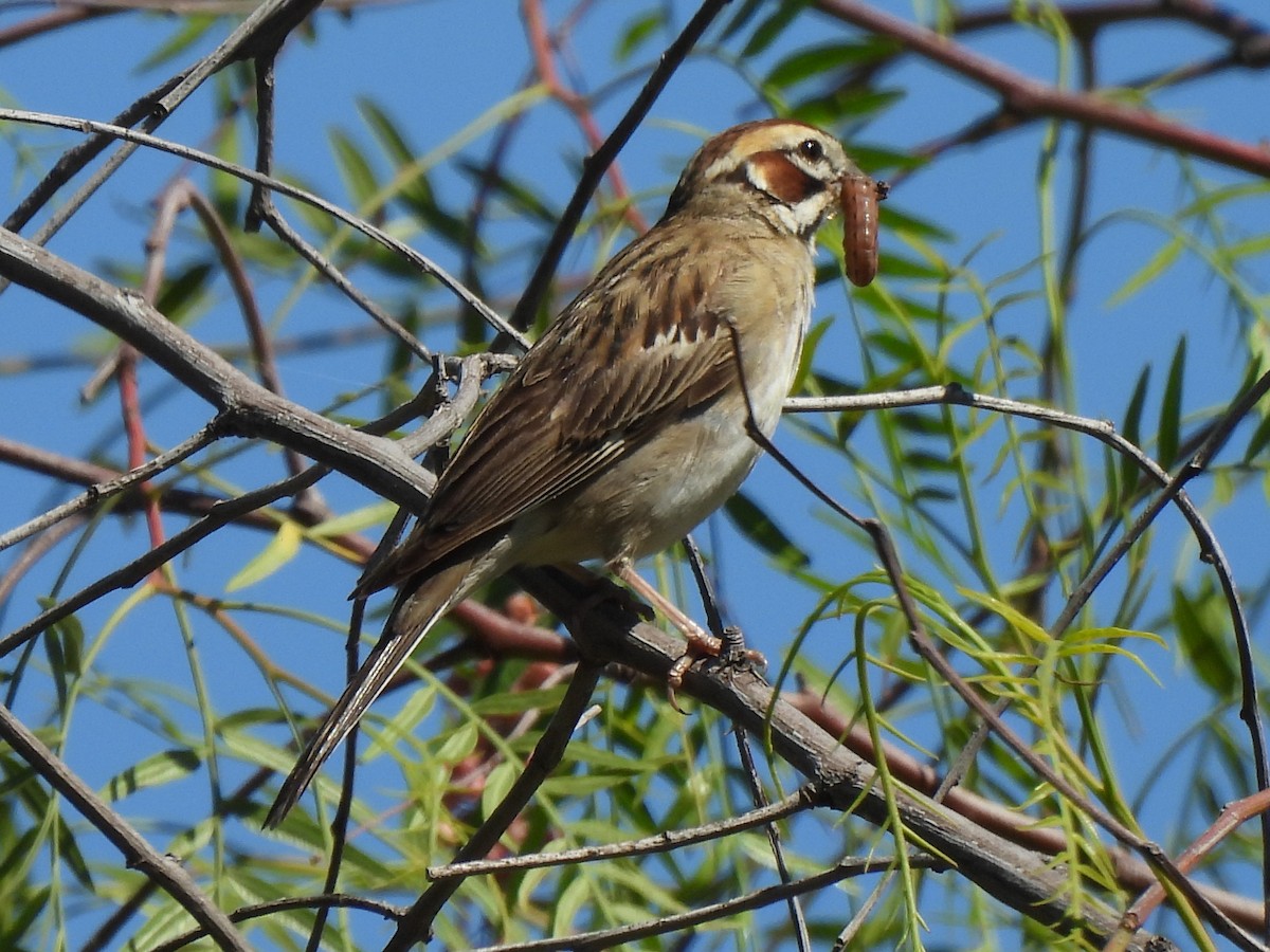 Lark Sparrow - ML639575900