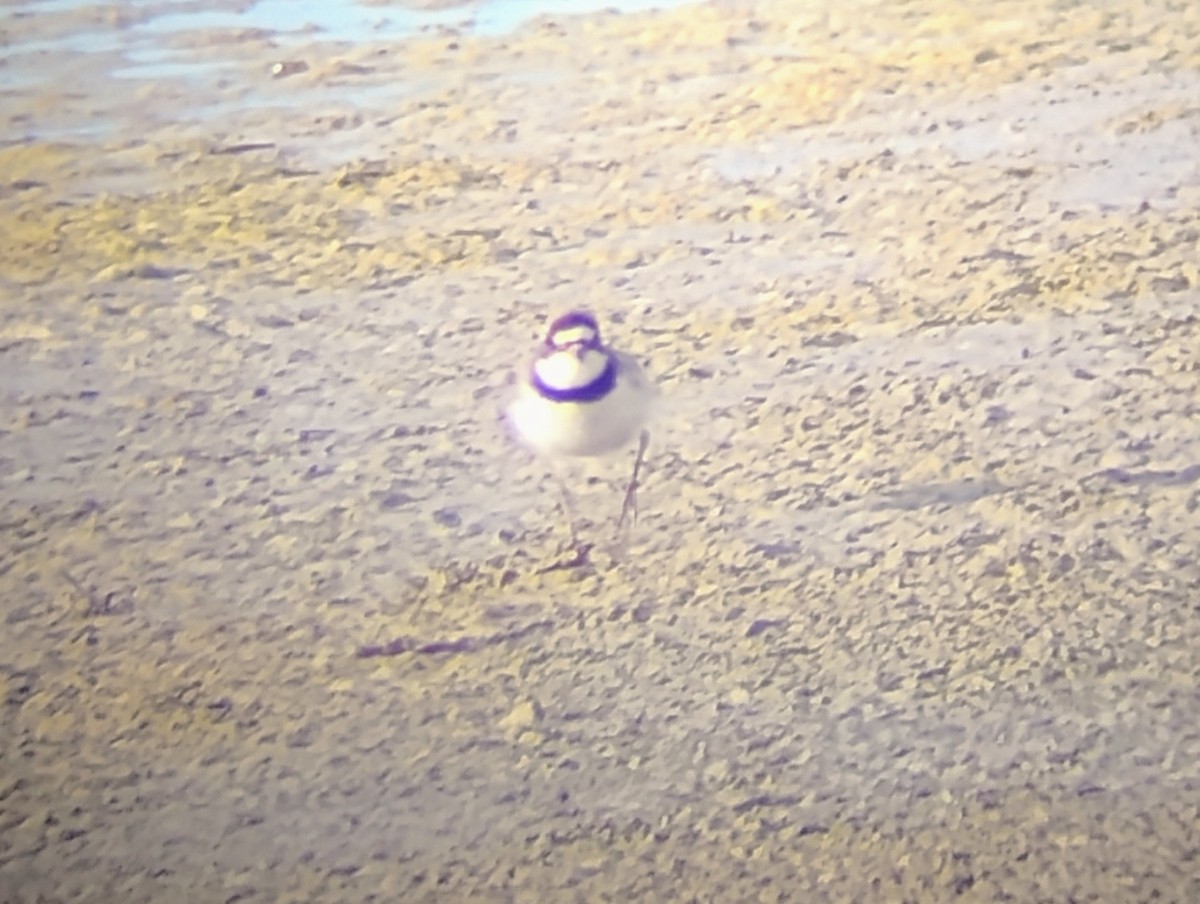 Semipalmated Plover - ML639575938