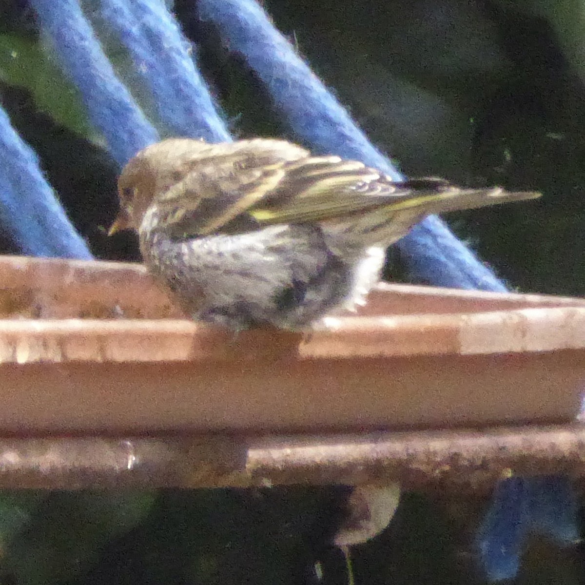 Pine Siskin - ML639575957