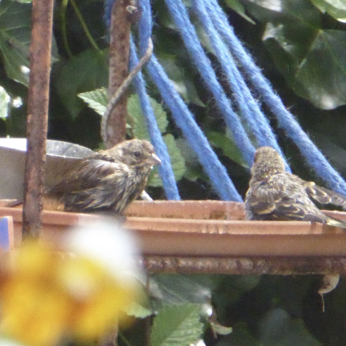 Pine Siskin - ML639575959