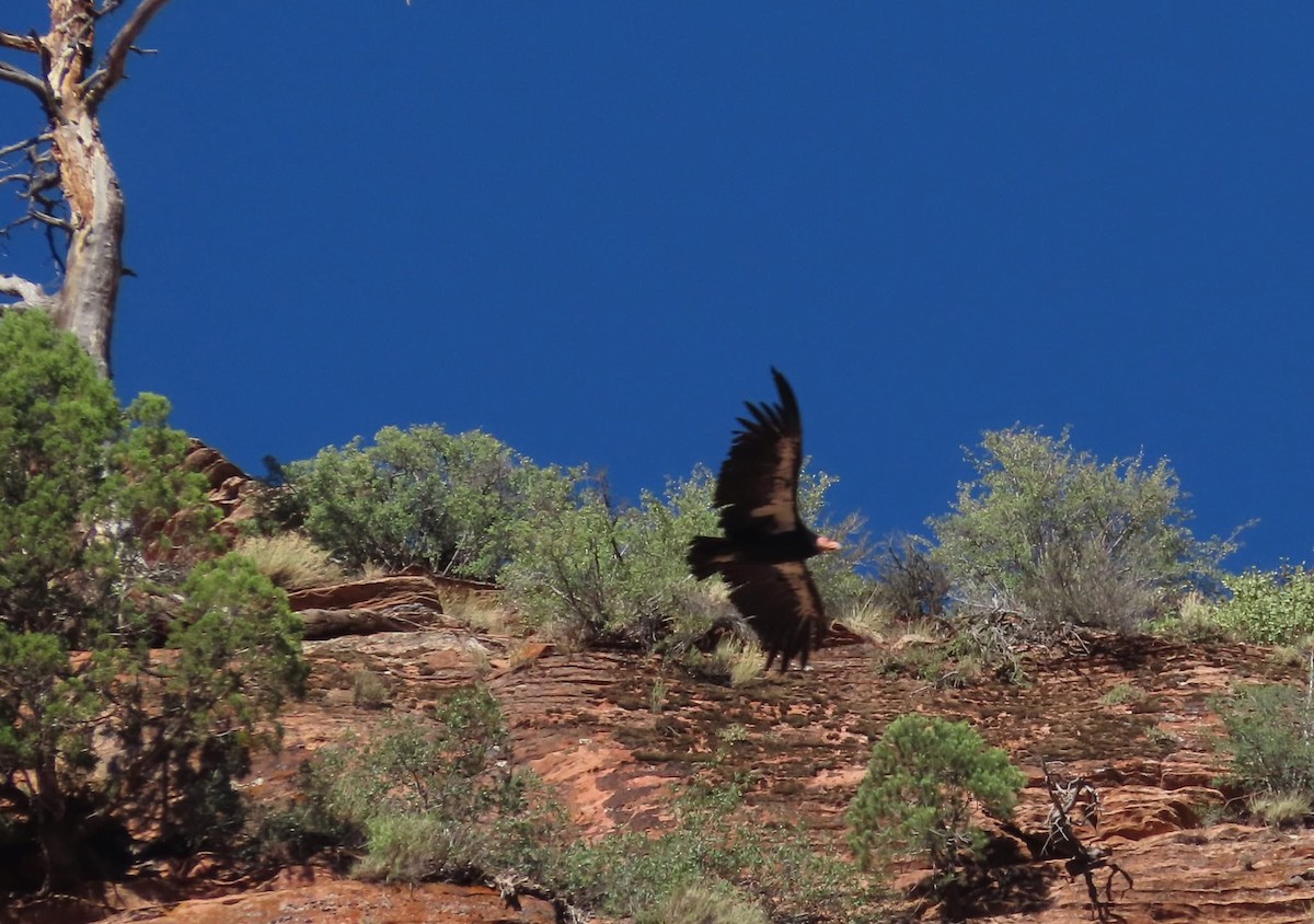 California Condor - ML639576067