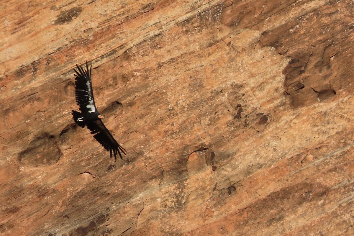 California Condor - ML639576068