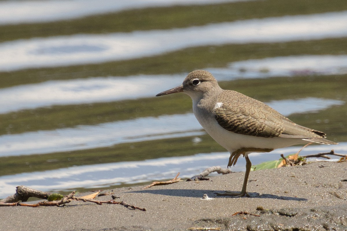 Spotted Sandpiper - ML639576128