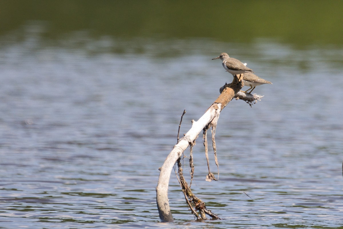 Spotted Sandpiper - ML639576129