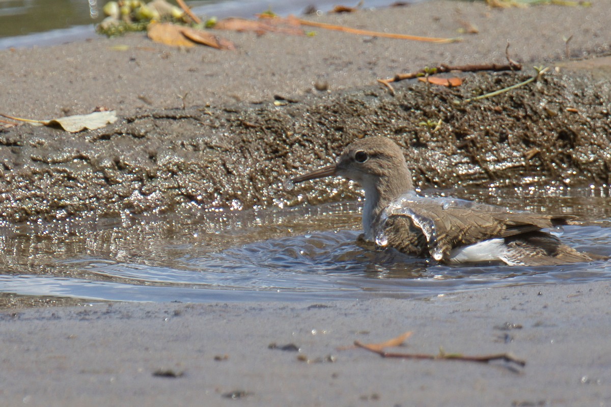 Spotted Sandpiper - ML639576130