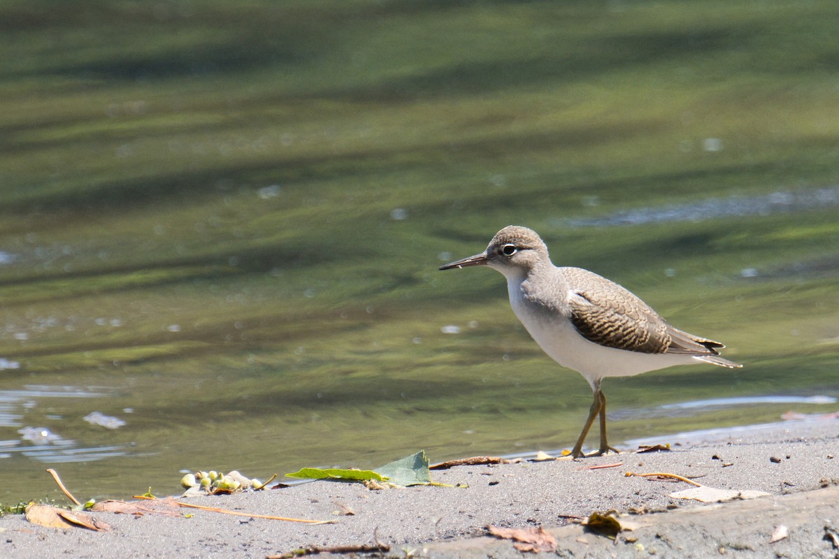 Spotted Sandpiper - ML639576131