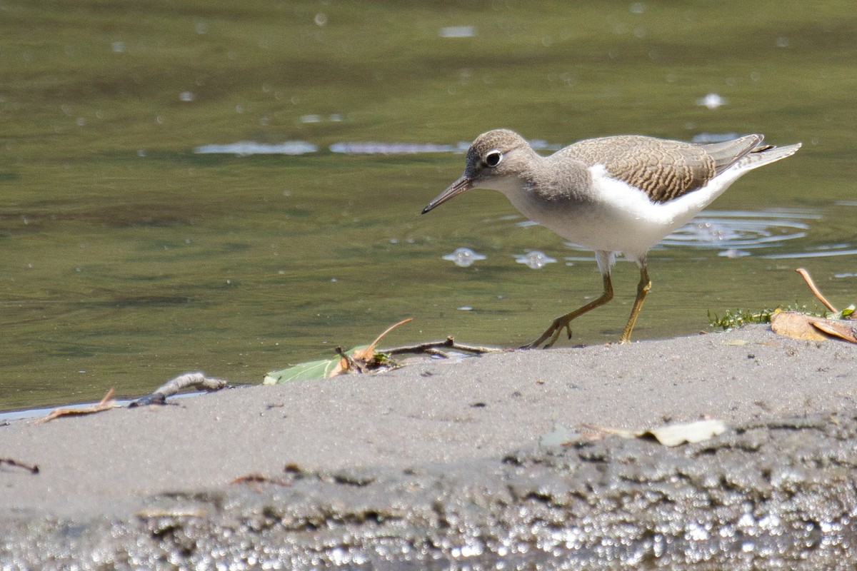 Spotted Sandpiper - ML639576132