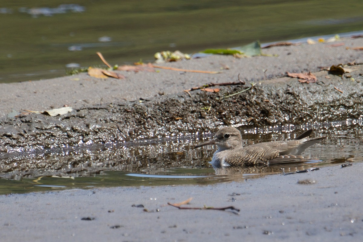 Spotted Sandpiper - ML639576133