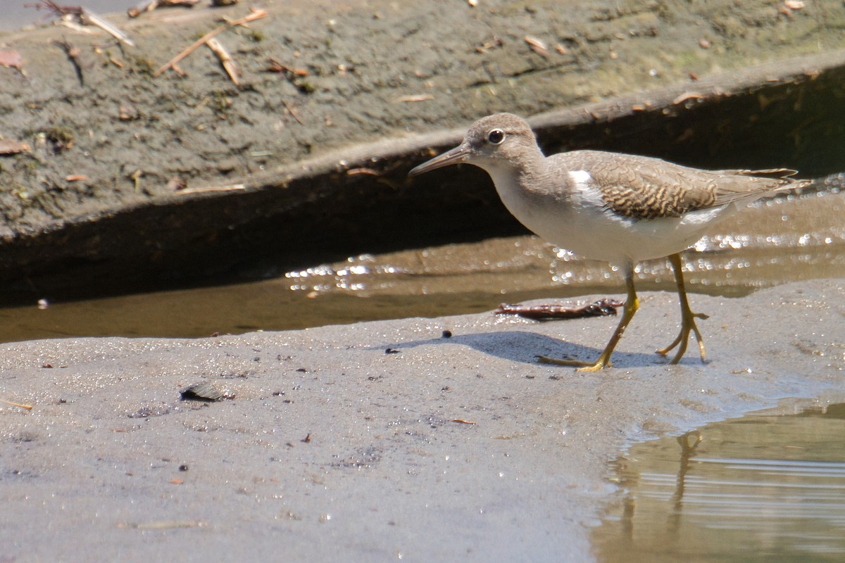 Spotted Sandpiper - ML639576134