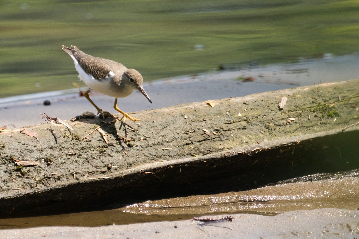 Spotted Sandpiper - ML639576135