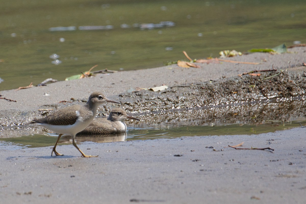 Spotted Sandpiper - ML639576136