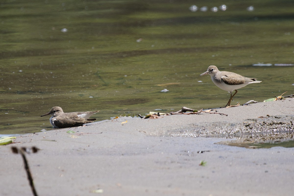 Spotted Sandpiper - ML639576137