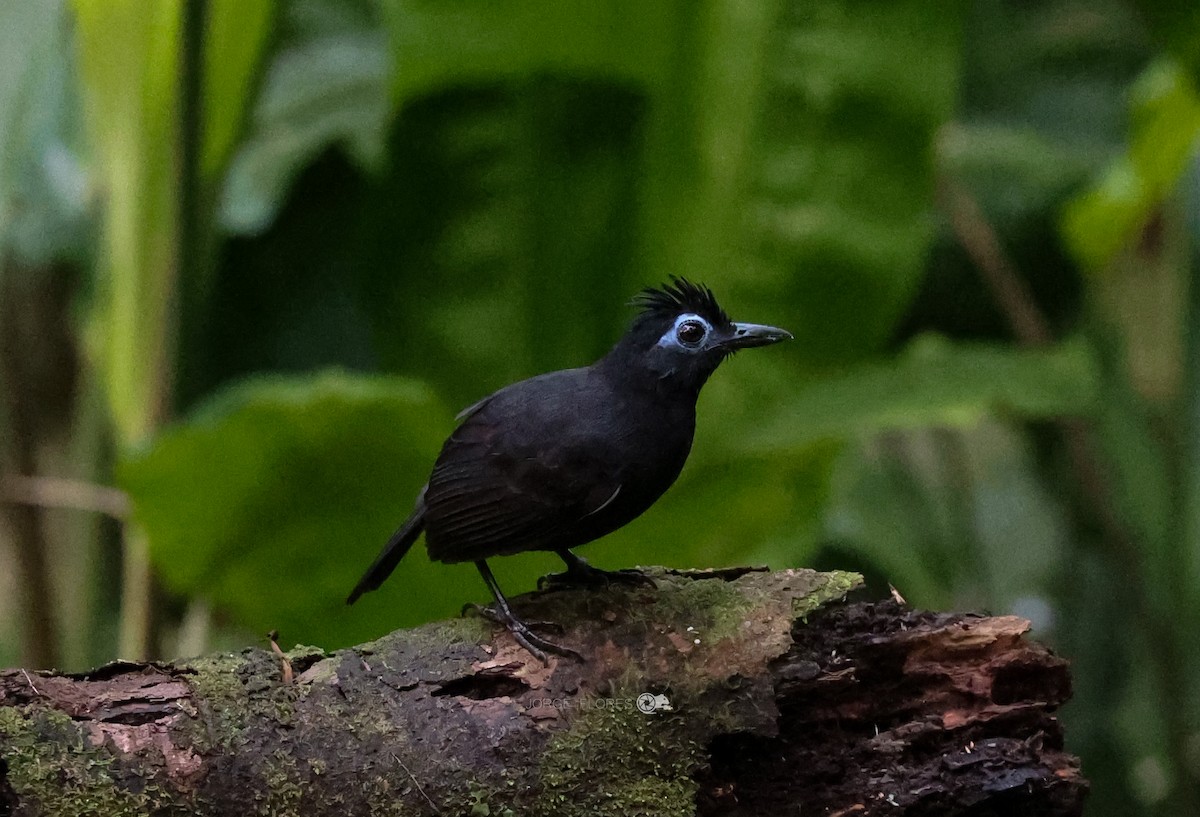 Sooty Antbird - ML639576351