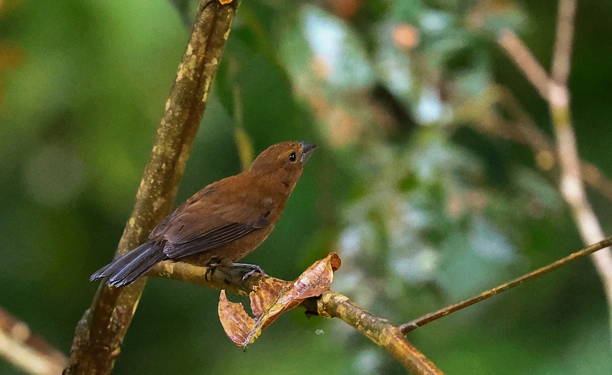 Amazonian Grosbeak - ML639576356