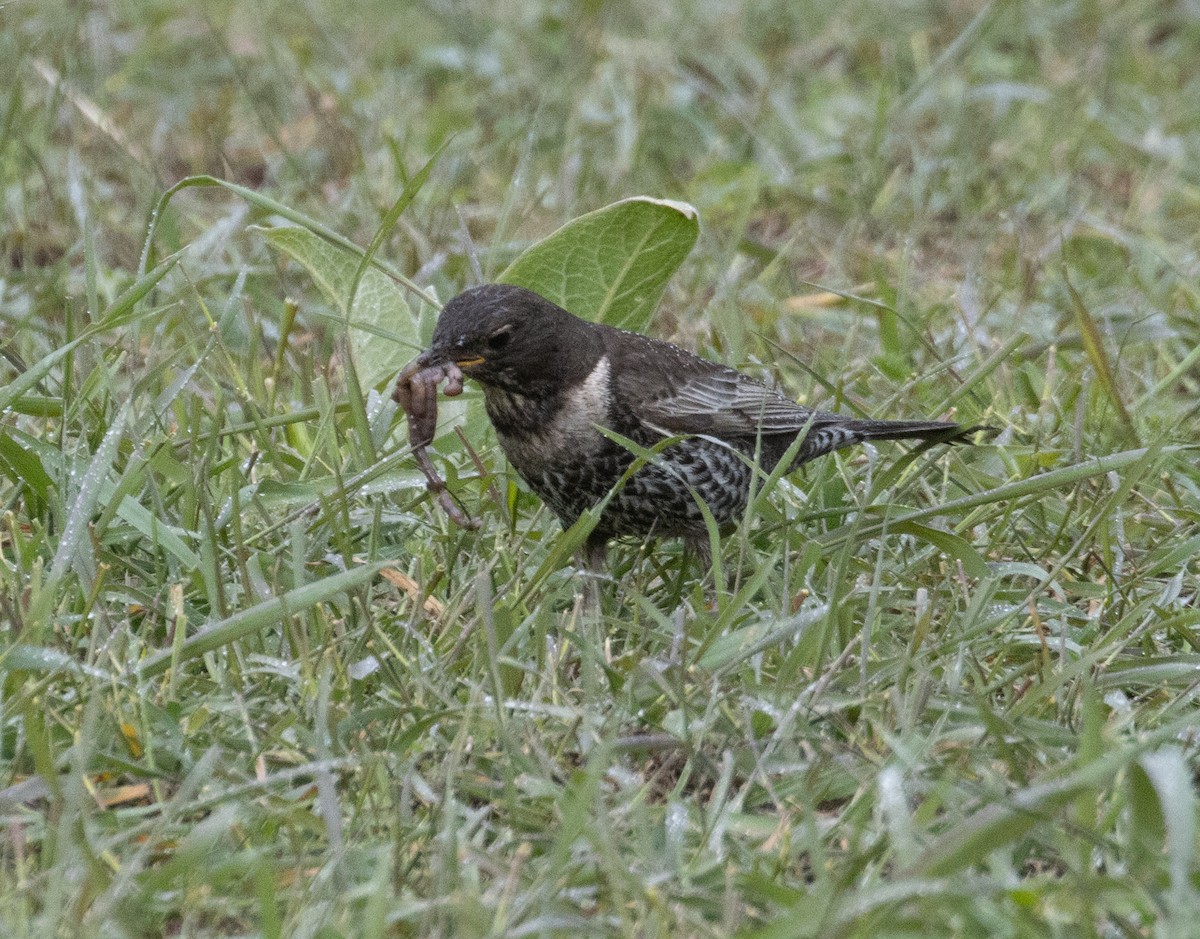 Ring Ouzel - ML639576489