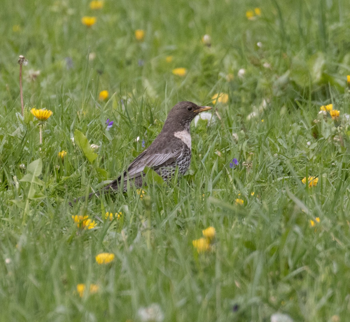 Ring Ouzel - ML639576492