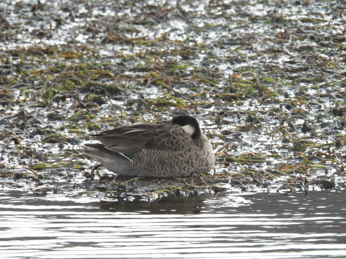 Puna Teal - ML639576500