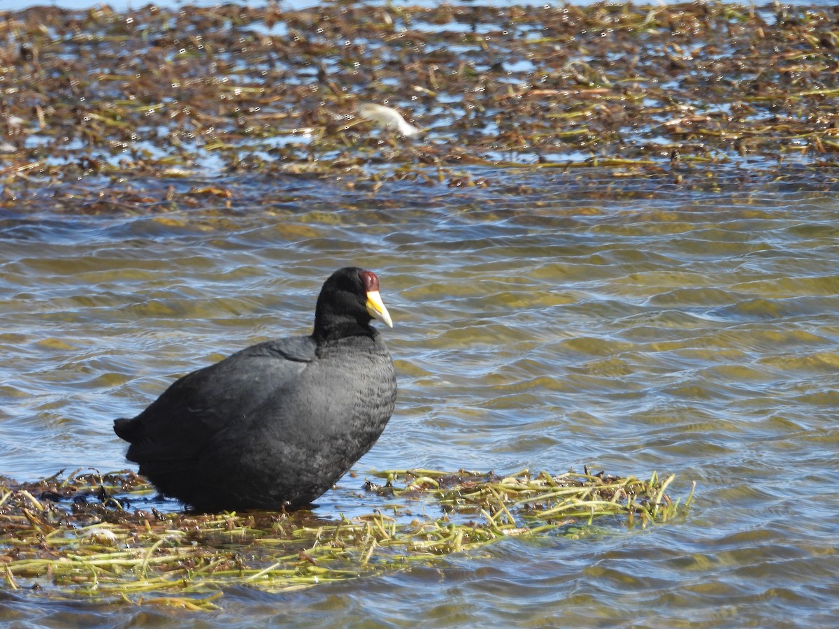 Slate-colored Coot - ML639576510