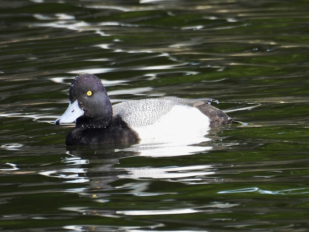 Lesser Scaup - ML639576524