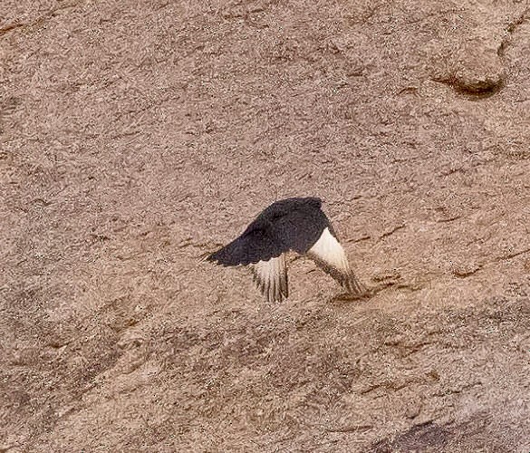 Pale-winged Starling - ML639576528