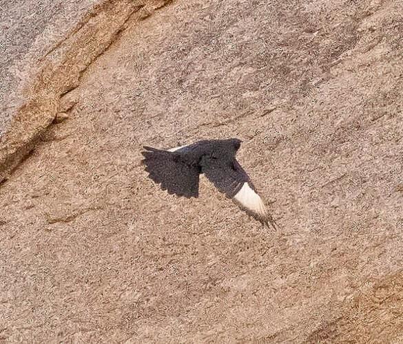 Pale-winged Starling - ML639576529
