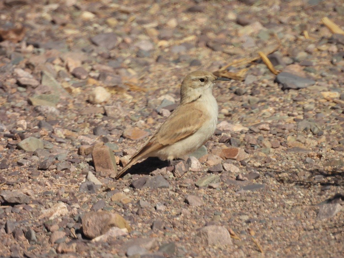 Creamy-rumped Miner - ML639576536