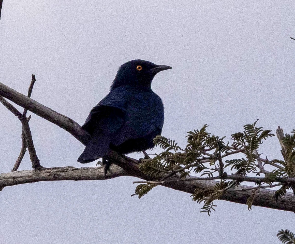 Pale-winged Starling - ML639576542