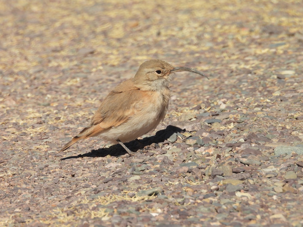 Slender-billed Miner - ML639576548