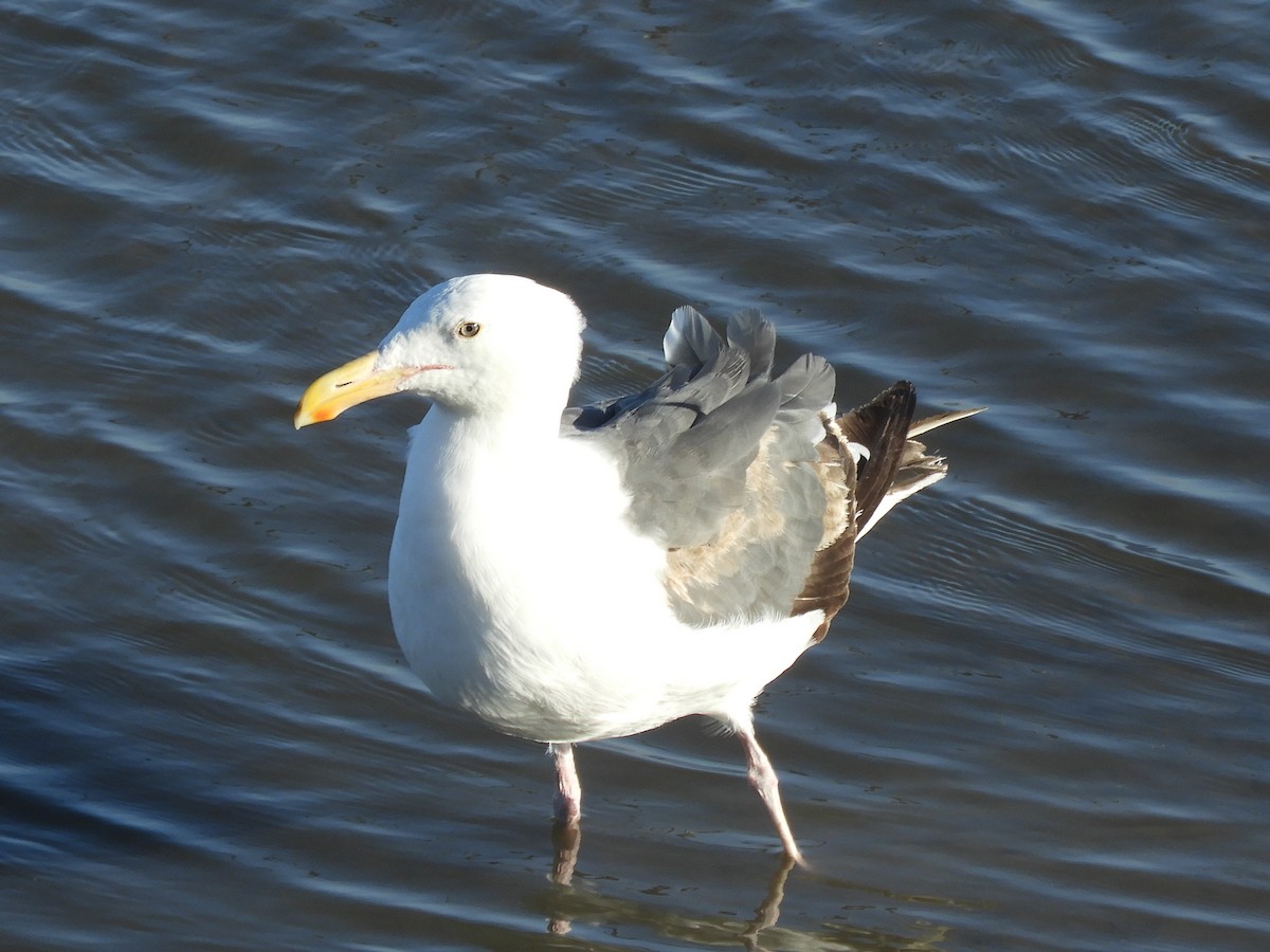 Western Gull - ML639576615