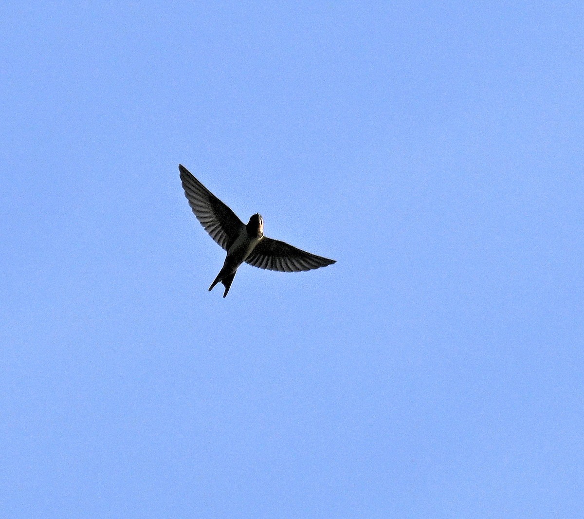 家燕 - ML639576617