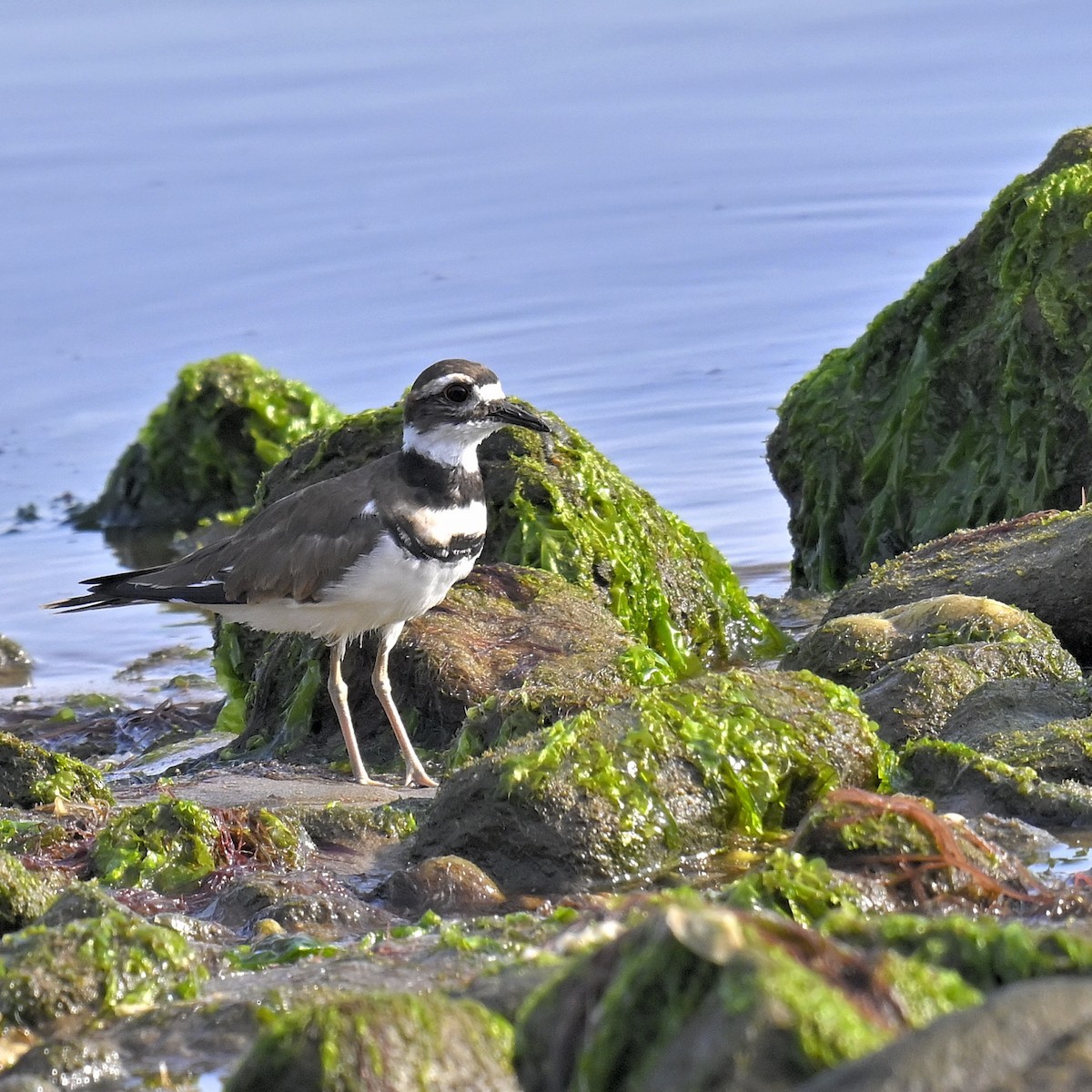 Killdeer - ML639576625
