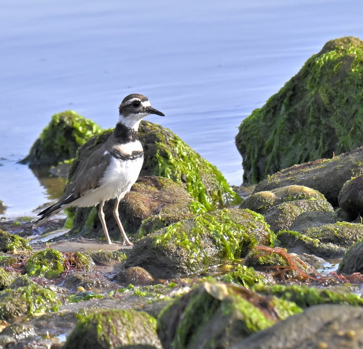 Killdeer - ML639576626
