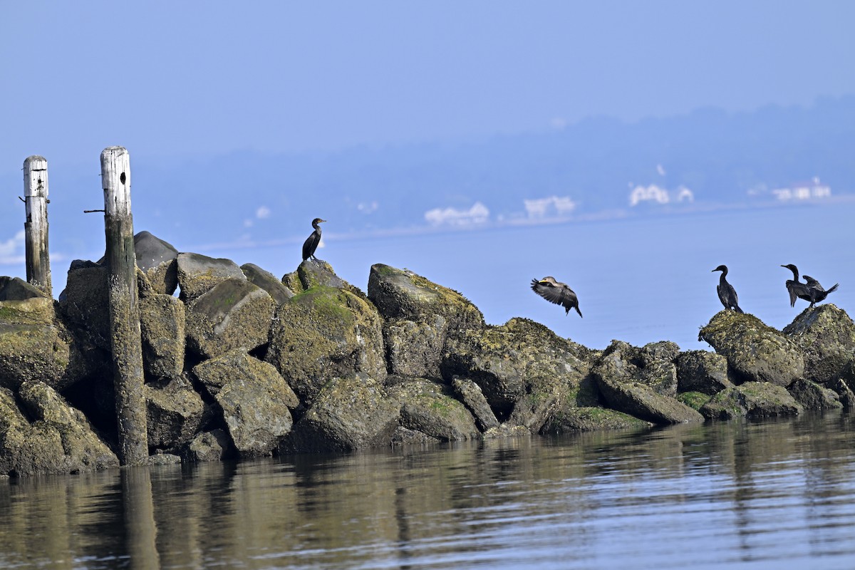 Double-crested Cormorant - ML639576644