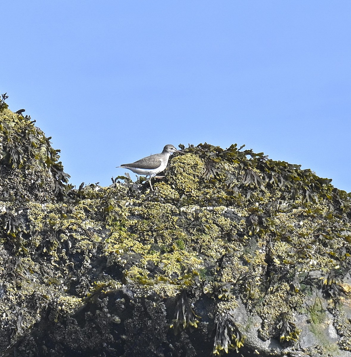 Spotted Sandpiper - ML639576651