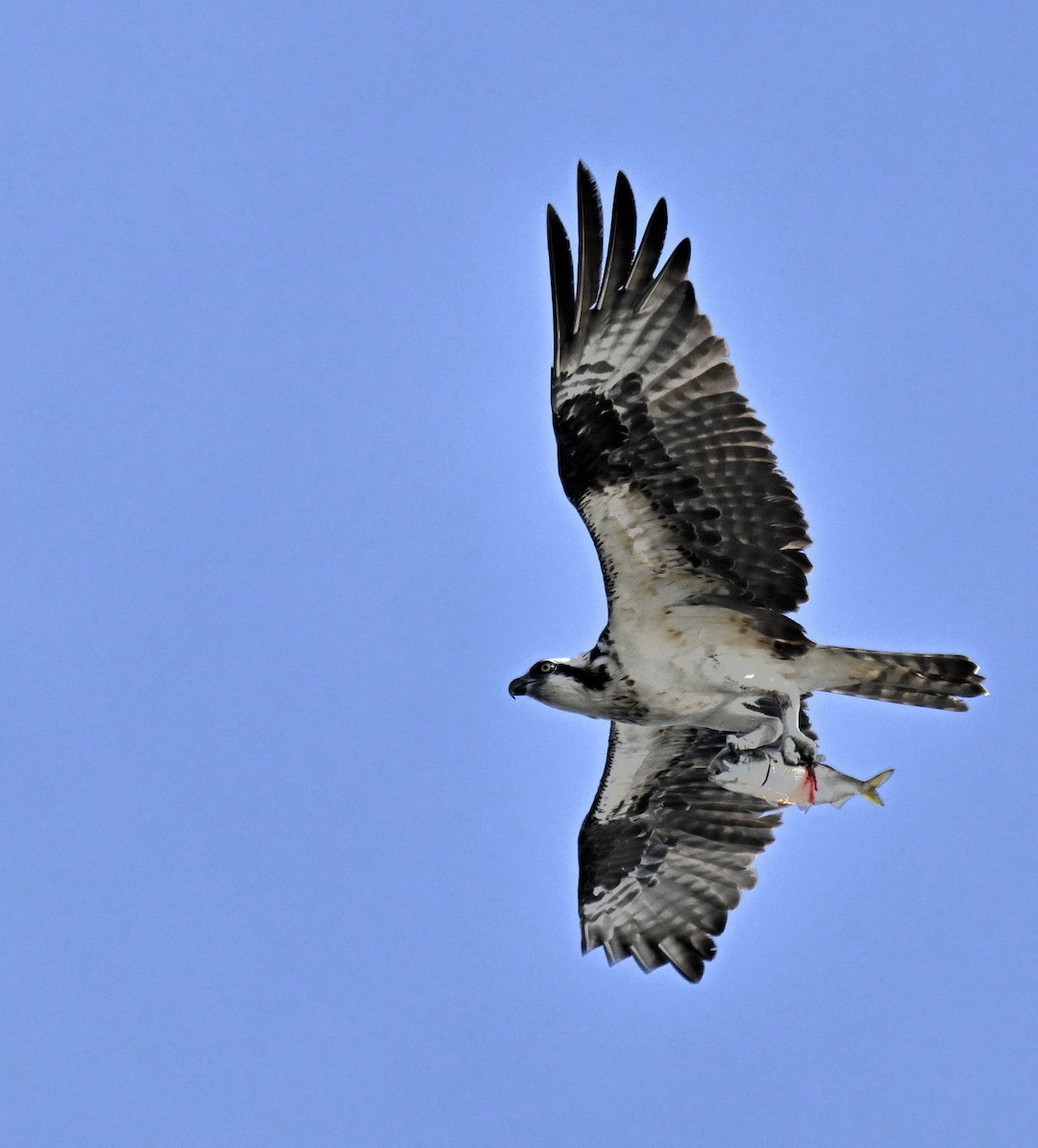 魚鷹 - ML639576659