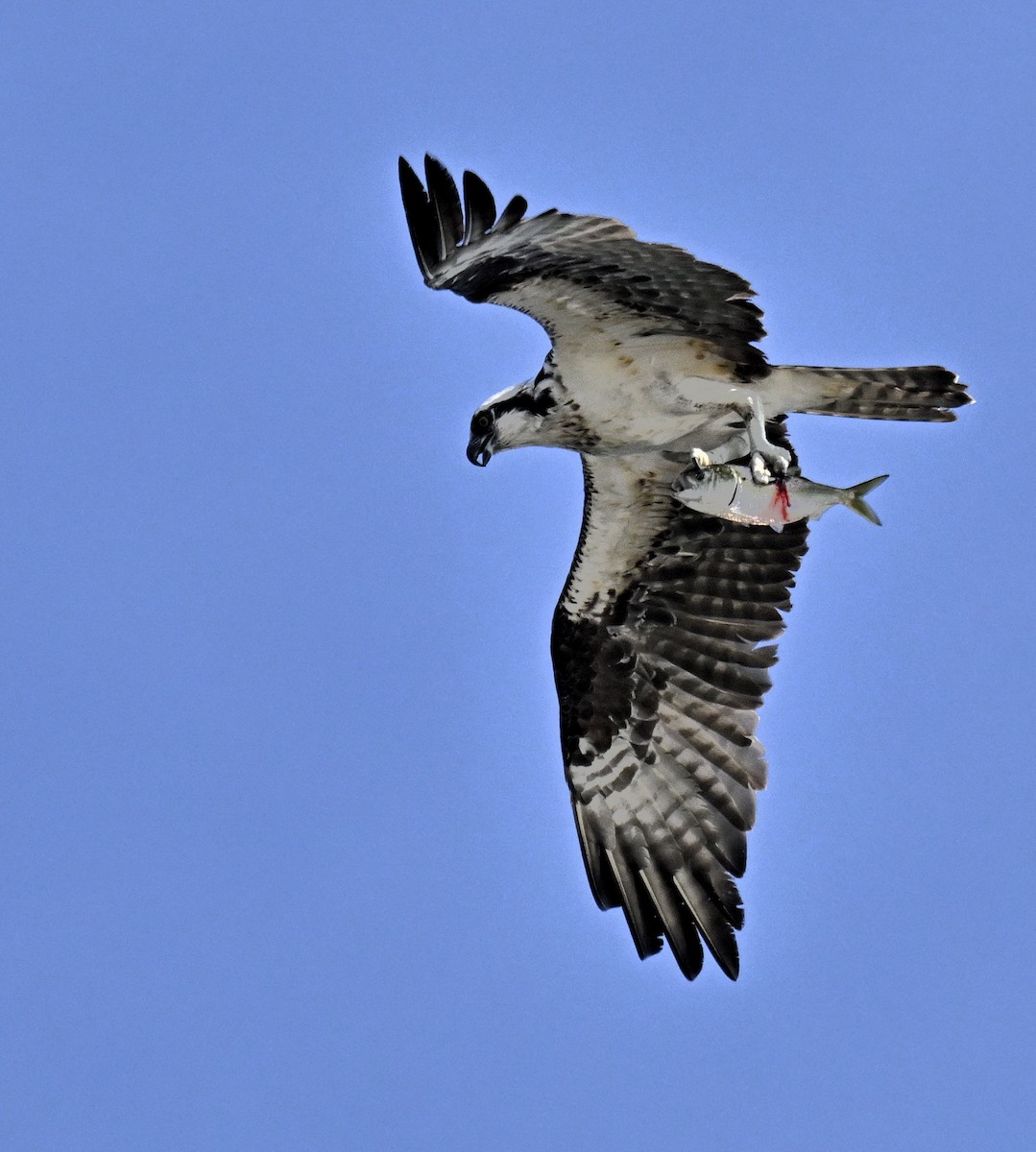 魚鷹 - ML639576660