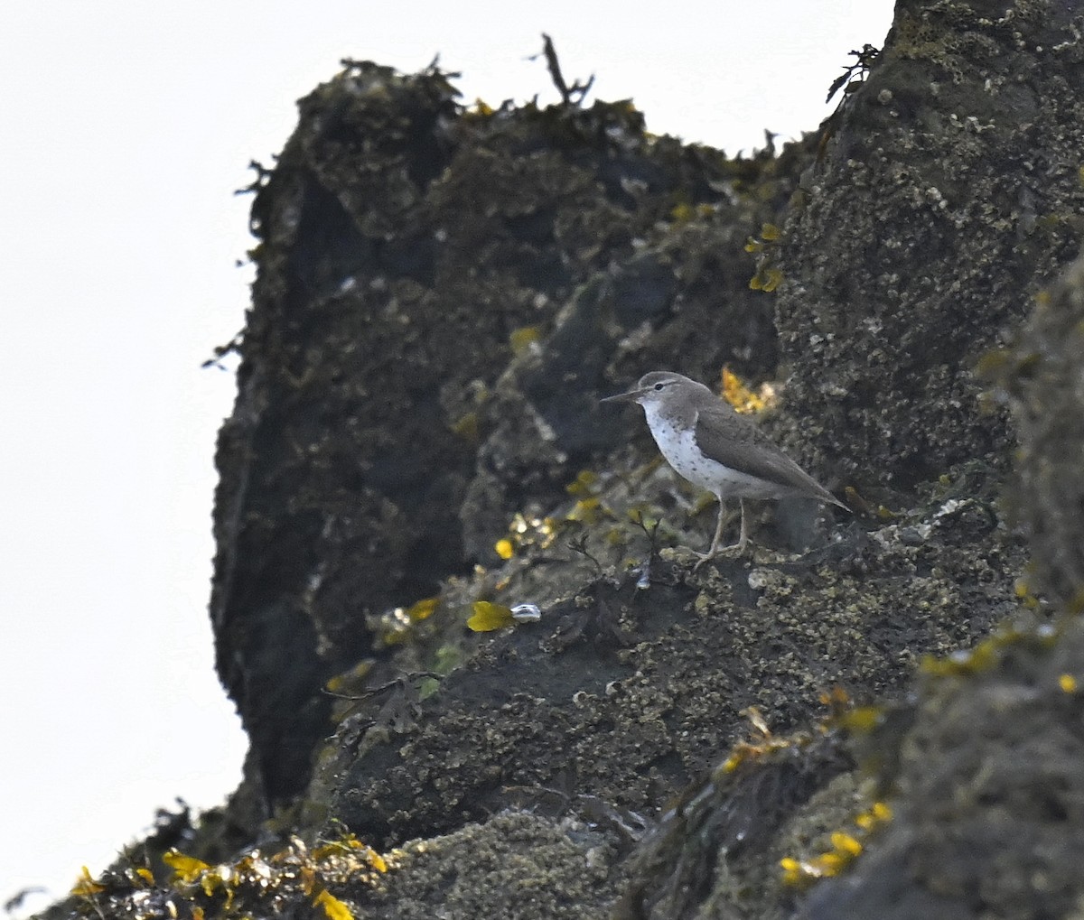 Spotted Sandpiper - ML639576676