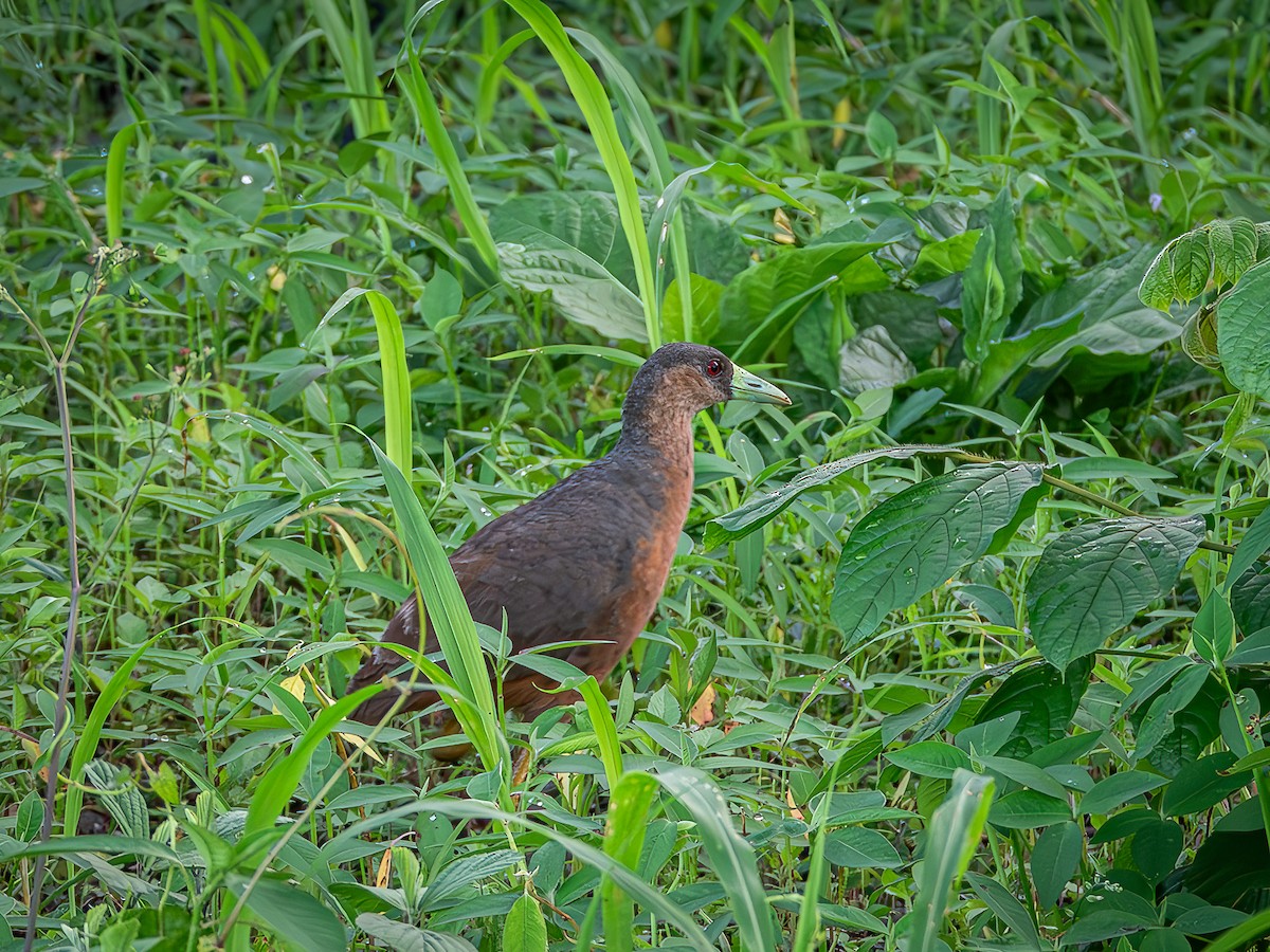 Isabelline Bush-hen - ML639576678