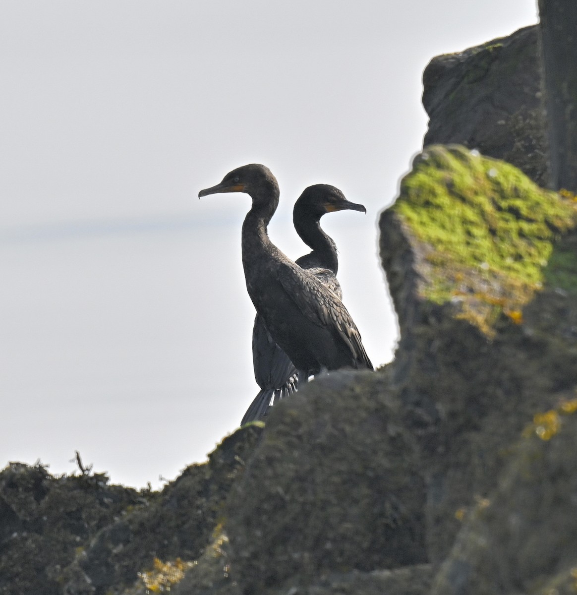 Double-crested Cormorant - ML639576684