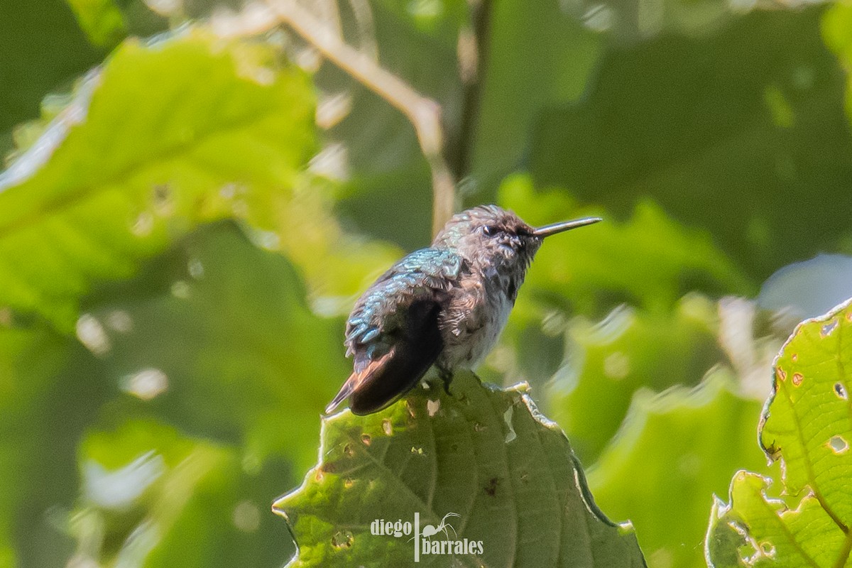 Bumblebee Hummingbird - ML639576730